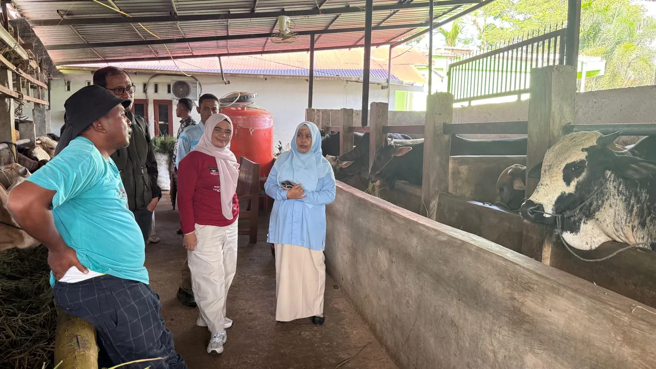Jelang Idul Adha, Pemkab Solok Pastikan Harga Sapi Qurban Stabil dan Stok Aman